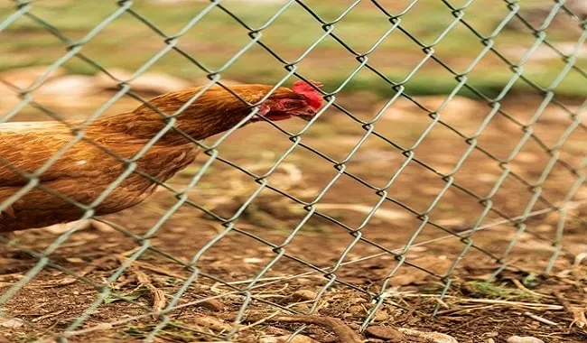 یکی از کاربردهای مهم توری مرغی قفس برای حیوانات است.